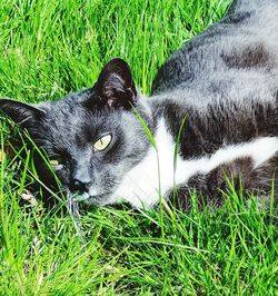 Cat relaxing on field