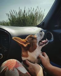 Close-up of a dog in car