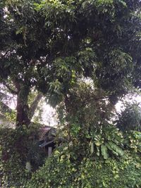 Trees growing in forest