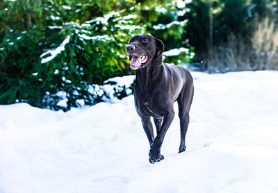 Black dog on snow covered land