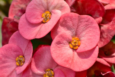 Cropped hand of woman holding flowers