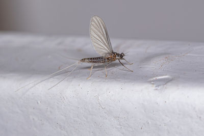 Close-up of butterfly on wall