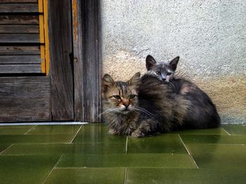 Cats looking away resting on green tile outdoors