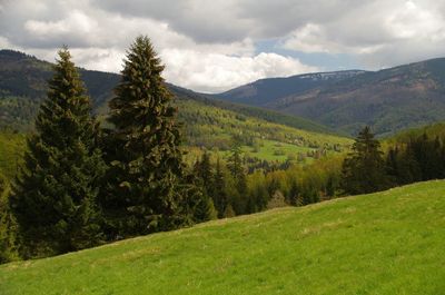 Scenic view of green landscape against sky