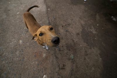 High angle portrait of dog on street