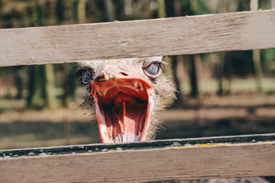 Head of a angry screaming ostrich with a wide open beak south