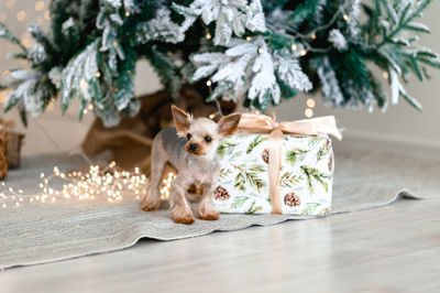 Little dog near christmas tree and gift boxes 