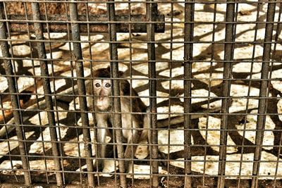 Portrait of cat in cage