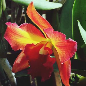 Close-up of red flower