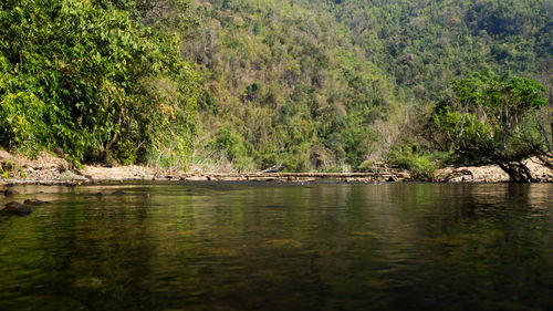 Scenic view of lake in forest