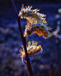 Close-up of butterfly pollinating on flower