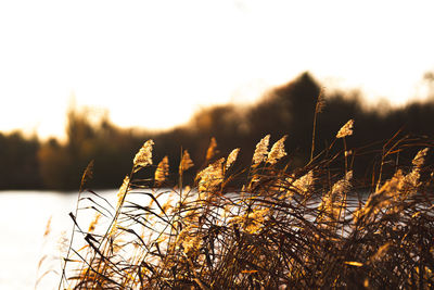 Close-up of plants on snow field against sky during sunset