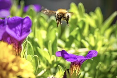 Close-up of bee pollinating on purple flower