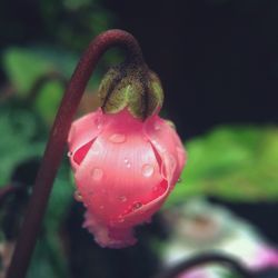 Close-up of pink flowers