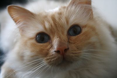 Close-up portrait of cat