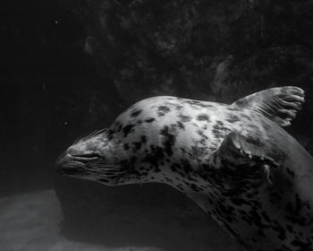 Close-up of turtle in sea