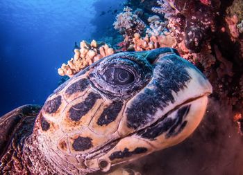 Close-up of sea turtle swimming in sea