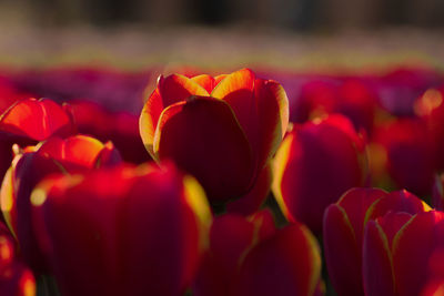 Close-up of red tulips