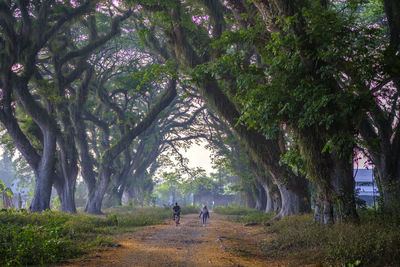 Rear view of people walking on road amidst trees