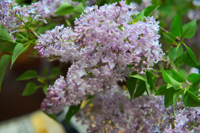 Close-up of pink flowering plant