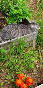 View of cat on grassy field