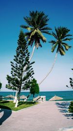 Palm tree by sea against clear sky