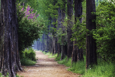 Footpath amidst trees in forest