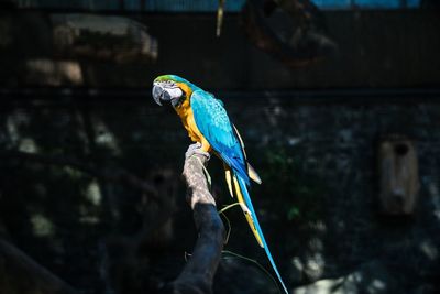 Gold and blue macaw perching on branch at pairi daiza zoo