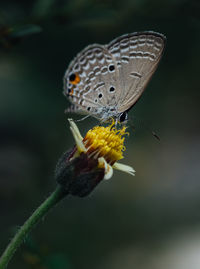 Close-up of butterfly pollinating on flower
