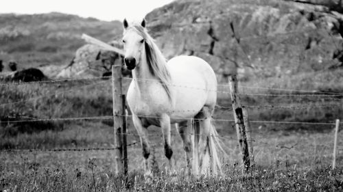 Horse in field