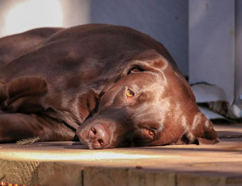 Close-up of dog sleeping