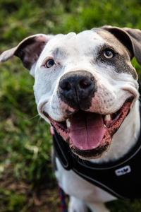 Close-up portrait of dog