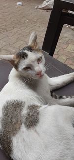 Close-up of a cat resting