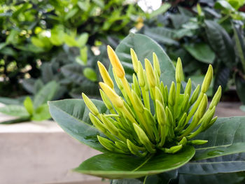 Close-up of succulent plant