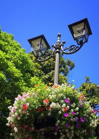 Low angle view of flowers against clear blue sky