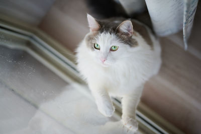 High angle portrait of white cat playing beside window at home