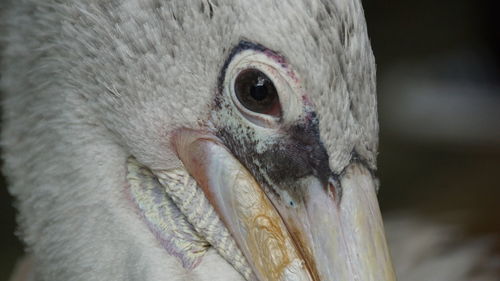 Close-up of a bird