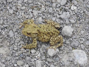 High angle view of lizard on rock