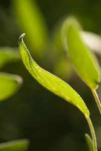 Close-up of green leaf