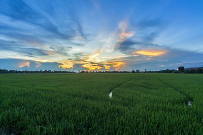 Scenic view of agricultural field against sky during sunset