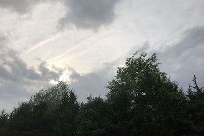 Low angle view of trees against sky