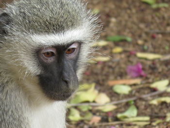 Close-up portrait of monkey