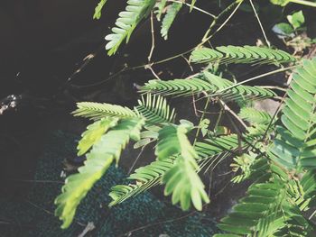 Close-up of fern leaves