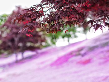 Close-up of pink flowering plant