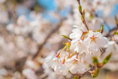 Close-up of cherry blossoms