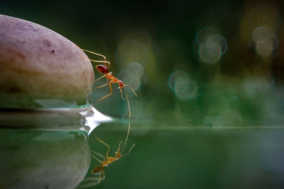 Close-up of insect