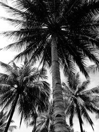 Low angle view of palm tree against sky