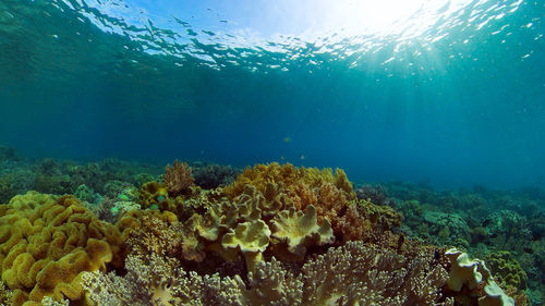 Fish swimming in sea