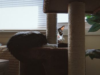 Side view of a cat looking at window