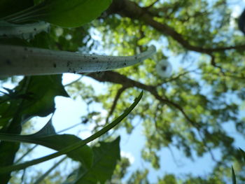 Low angle view of tree against sky